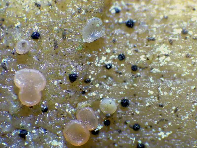 Capronia chlorospora 1 - x 40 hidratados-001